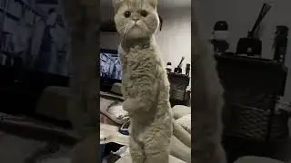 Funny Cats🐈#gymcat#shorts#cats#cat#cute#gym