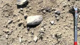 Sicista primus Early Miocene 17 million year old