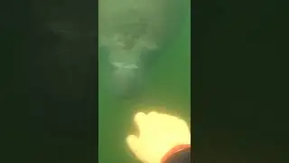 Waving hello to a friendly manatee. Never touch or chase manatees as they are a protected species.