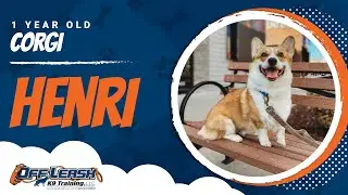 Corgi, 1 Year Old, Henri | Best Dog Trainers Central Missouri | Off Leash K9