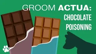 Chocolate Poisoning | Groom Actua - TRANSGROOM