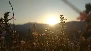 Nature tranquility # Forest sun shine