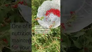 Grow goji berries right at home to supercharge your health. #homegrown #gojiberry