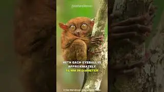 Tarsier | The Cute Little Assassin