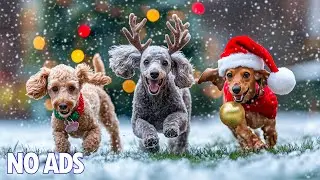 12 часов ТВ для собак🐶Снятие тревоги❄️Музыка для глубокого сна и успокоения собак