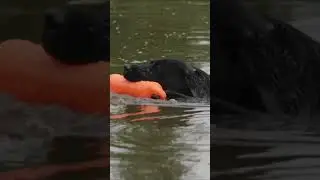 Water training done right