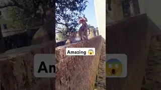 Amazing Monkey action 😱 #shortvideo #monkey #trending #youtubeshorts #shorts