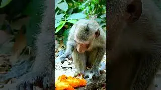 Best video monkey action joking very adorable and smart. #monkey4u #babyanimal #animals
