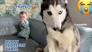 HUSKY PROTECTS MY BABY!😭.