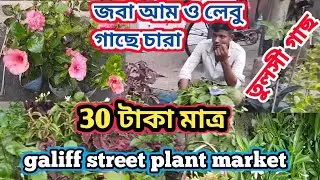 GALIFF STREET PLANT MARKET IN ARAINY DAY RARE FLOWER PLANT OF KOLKATA MARKET | GALIFF STREET MARKET