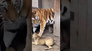 Dog Bullies Tiger Cub&hellip; Then Mother Tiger Appears #dog #tiger #funny