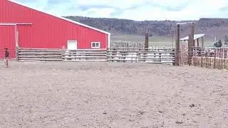 Shelman Family Horse Sale Live Stream