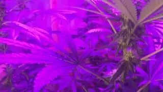 Day 25 of flower (MED-MAN BRAND Silver surfer pheno hunt)