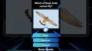 Part 169 Test Your Brain knowledge #birds #animals #quotes #quiz #shorts#ytshorts