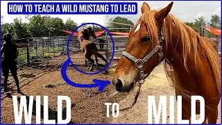 Taming a Wild Mustang | Teach A Wild Horse To Lead ( 7 Easy-To-Follow Steps )