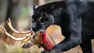Selva Amazónica: El Inesperado Encuentro de los Depredadores Más Letales #animalessalvajes