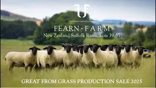 New Zealand Suffolk Rams, Lots 39- 57 - Great from Grass Production Sale 2025 