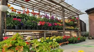 Hamro Phulbari Garden Tour | A Blooming Paradise Full of Colors & Fragrance |