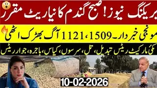 Today Wheat price in punjab//گندم کا ریٹ2026/munji makki till sarso/Galla mandi rate today 2026