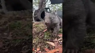 Orphaned Young Wombat Shows Surprising Agility