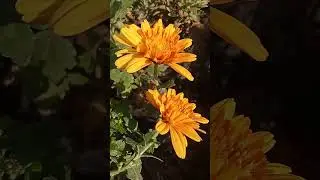 Chrysanthemum Fowler's 😮💖