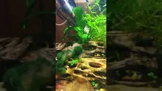 The start of my Red Cherry Shrimp tank #redcherryshrimp