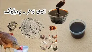 Immune Booster and Probiotics for Chickens | Aloe Vera | Ash | Red Pepper | Mollases | Dr. ARSHAD 