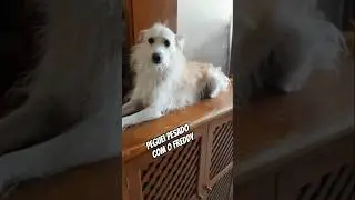CRIEI UM PROBLEMAO!! mas  foi RESOLVIDO!! #cachorro  #shortsfreddy #crieiumproblemao