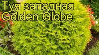 Туя западная Голден Глобе. Краткий обзор, описание характеристик thuja occidentalis Golden Globe