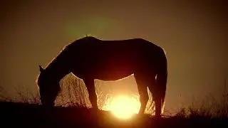 Magnesium for Horses