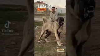 Kangal Dog Magical Transformation 😎 #viral #shorts #youtubeshort