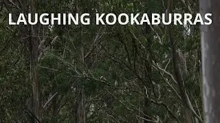 Family of Kookaburras Laughing to Defend Territory | Wild Bird Sounds | Australian Animal Sounds