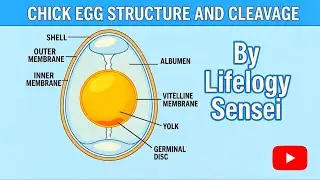 Chick: Structure of egg and Cleavage 