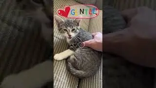 Cat&rsquo;s Daily Complaints: &ldquo;I&rsquo;m Really Hard to Take Care Of!&rdquo;
