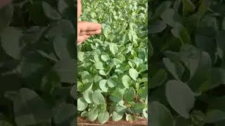 5 Baki Bunga Kol Merapat Ke Lahanya Pak Darmono #shorts