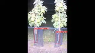 Apple tree trunk tracking with YOLOv8