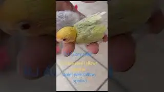 Parblue pale fallow /opaline and violet pale ffallow/opaline