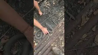 The BIGGEST Eastern Hognose Snake I&rsquo;ve Ever Found!