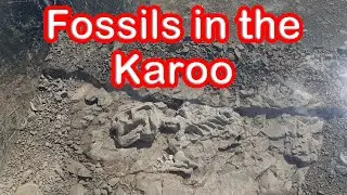 Amazing fossils discovered in the Karoo! Ep 10