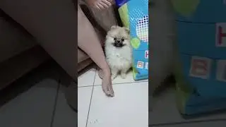 RAP DA MALIA, POM POM