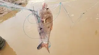 Easy cast net method, throw cast net catching fish