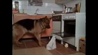 Комиссар Рекс 5с2с