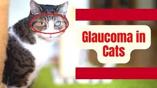Understanding Glaucoma in Cats: Causes, Symptoms, and Treatment 2023