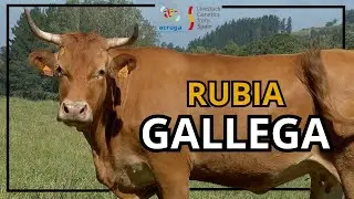Livestock Genetics From Spain - La Vaca Rubia Gallega (ACRUGA)