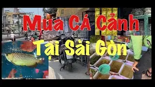 MUA C&Aacute; CẢNH TẠI S&Agrave;I G&Ograve;N || NATURE LOVER