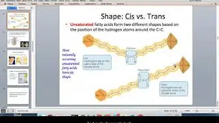 Fatty Acid Stability