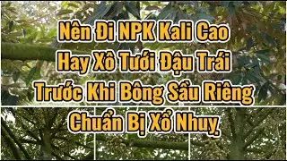 Nên đi NPK Kali cao hay Xô Tưới Đậu Trái trước khi bông sầu riêng chuẩn bị xổ nhụy