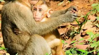 Abandon Baby Monkey Elpida Look Like Lazy Cuz Carry  Monkey Alberto All Time Event She Pick Up Food