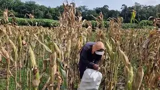 SMART FARMER TECHNIQUES FOR HARVESTING CORN IN THE GARDEN WITH JUST BARE HANDS! -Agriculture Farming