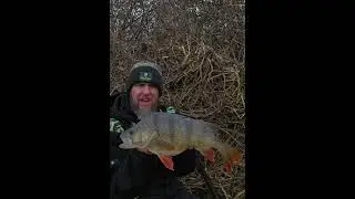 Big Perch 💪 #predatortackle #lurebattle #Gunki #fishing #predatorfishing #lurefishing #perchfishing